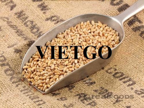 Thương vụ xuất khẩu lúa mì sang thị trường Thổ Nhĩ Kỳ