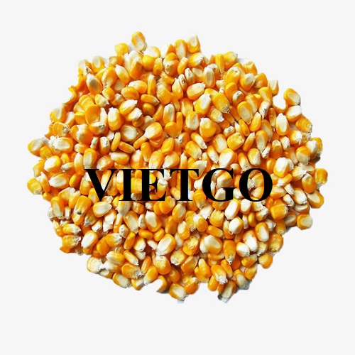 Thương vụ xuất khẩu số lượng lớn ngô hạt sang thị trường Ý