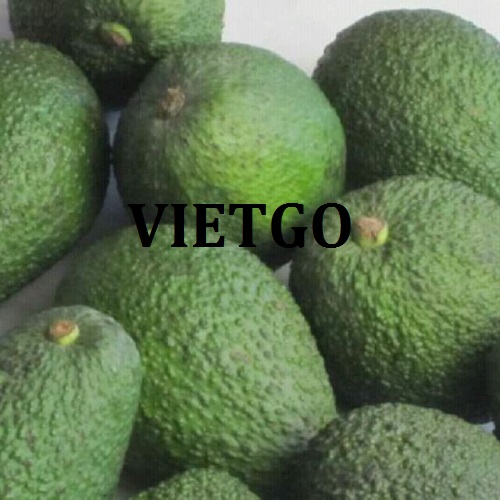 Cơ hội giao thương đến từ vị khách hàng người UAE cho sản phẩm bơ tươi