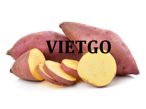 (Gấp) Cơ hội hợp tác xuất khẩu khoai lang sang thị trường Kuwait