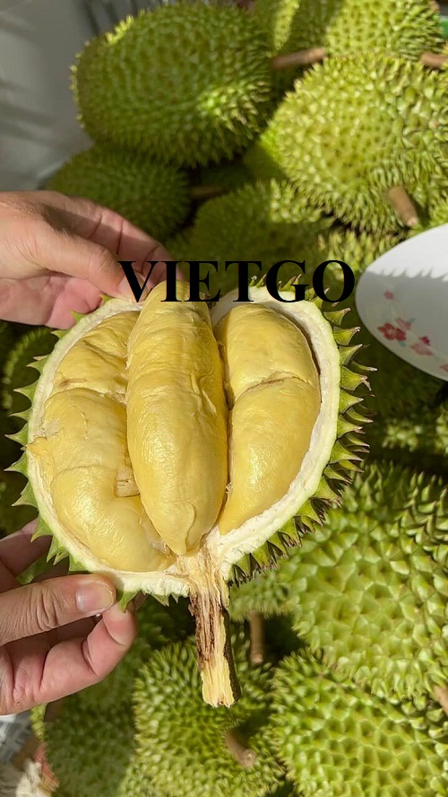 Thương nhân người Trung Quốc cần tìm nhà cung cấp sầu riêng để xuất khẩu tới thị trường nội địa