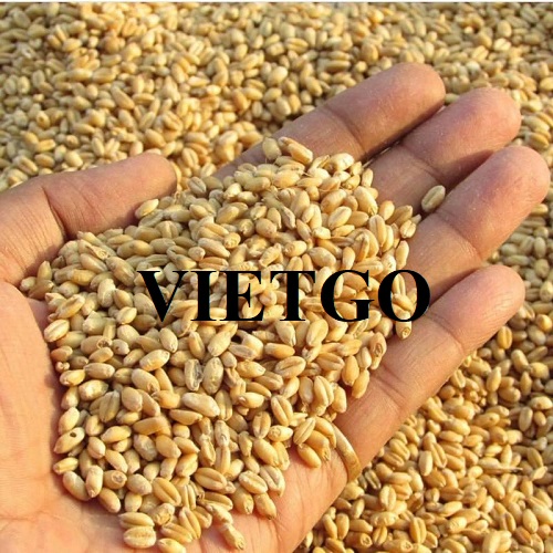 Cơ hội hợp tác cùng vị thương nhân người Anh với đơn hàng nhập khẩu lúa mì số lượng lớn