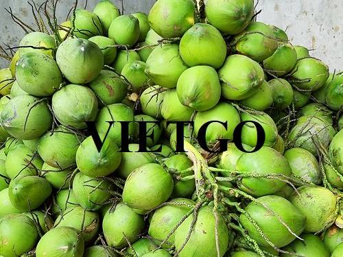 Đối tác đến từ Iran cần tìm nhà cung cấp mặt hàng dừa tươi