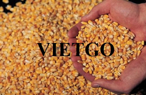 Thương vụ xuất khẩu ngô sang thị trường Trung Quốc