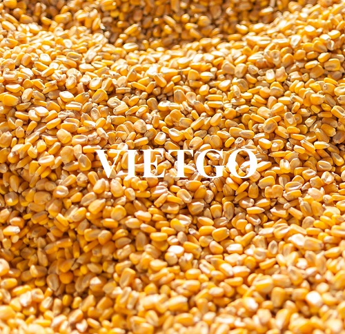Đối tác đến từ Iran cần tìm nhà cung cấp mặt hàng ngô vàng
