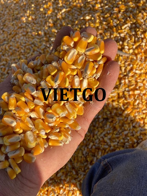 Cơ hội hợp tác xuất khẩu ngô vàng hàng năm sang thị trường Ai Cập