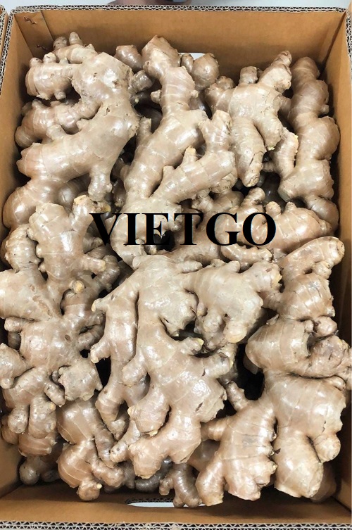 Cơ hội hợp tác với doanh nghiệp tại Ấn Độ cho đơn hàng xuất khẩu gừng