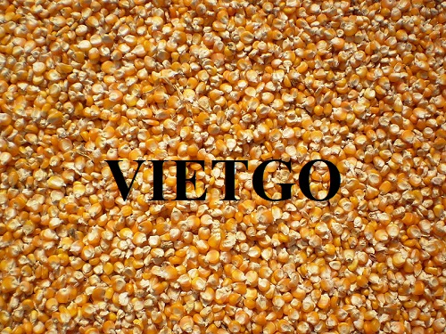 Thương vụ xuất khẩu dài hạn mặt hàng ngô hạt sang thị trường Trung Quốc
