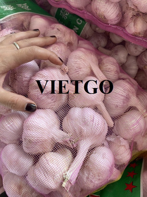 Cơ hội hợp tác với doanh nghiệp tại Ấn Độ cho đơn hàng xuất khẩu tỏi