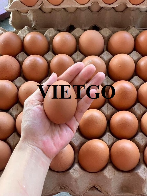 Cơ hội hợp tác xuất khẩu sản phẩm trứng sang thị trường Dubai