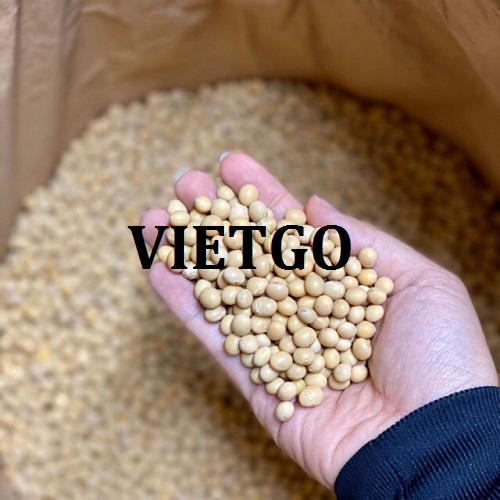 Thương vụ xuất khẩu đậu nành sang thị trường Trung Quốc