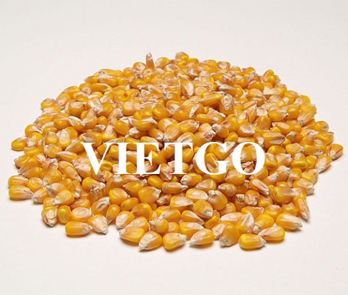 Thương vụ xuất khẩu mặt hàng ngô hạt sang thị trường Lào