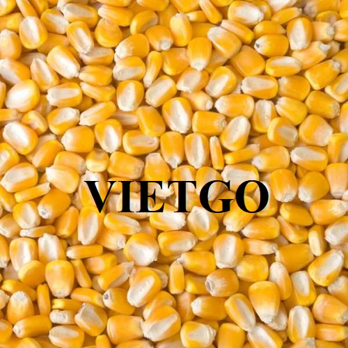 Cơ hội hợp tác với doanh nghiệp đến từ UAE cho sản phẩm ngô vàng