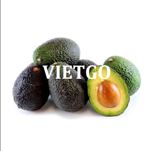 Thương vụ xuất khẩu bơ tươi sang thị trường Tây Ban Nha