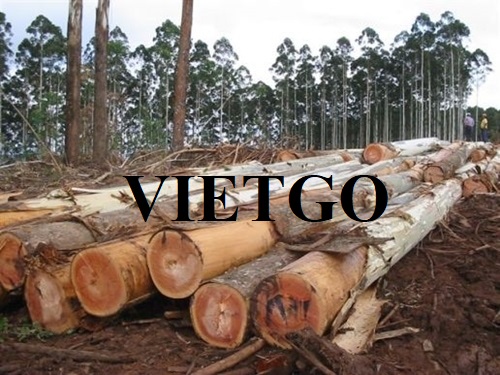 Thương vụ xuất khẩu mặt hàng gỗ bạch đàn tròn sang thị trường Trung Quốc