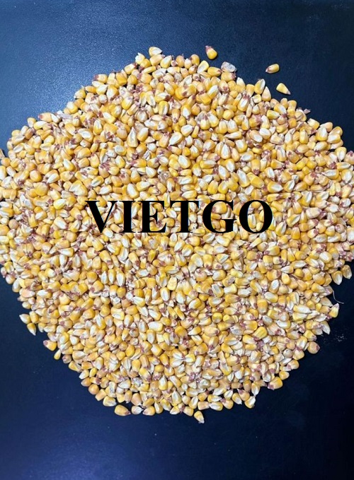 Cơ hội xuất khẩu ngô vàng sang thị trường UAE