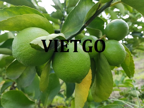 Đối tác đến từ Ấn Độ cần tìm nhà cung cấp cho mặt hàng chanh xanh