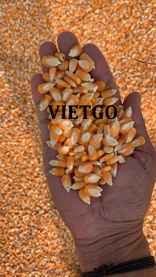 Thương vụ xuất khẩu ngô vàng số lượng lớn sang thị trường Tây Ban Nha
