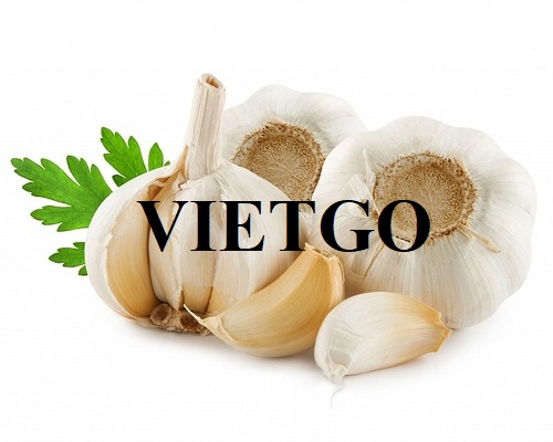 Cơ hội hợp tác cùng vị khách hàng người Hà Lan cho đơn hàng xuất khẩu tỏi trắng