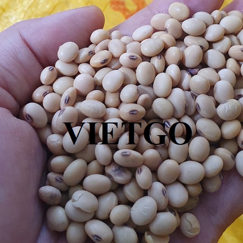 Thương vụ xuất khẩu đậu nành số lượng lớn sang thị trường Trung Quốc và Indonesia