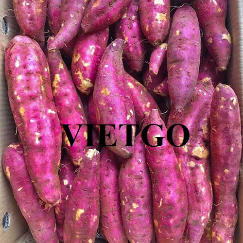 Cơ hội cung cấp mặt hàng khoai lang sang thị trường Nga