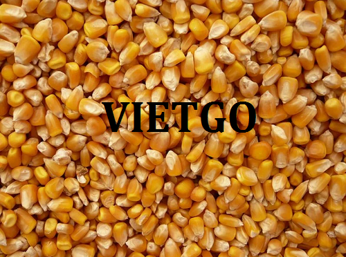 Cơ hội hợp tác xuất khẩu sản phẩm hạt ngô vàng sang thị trường Trung Quốc