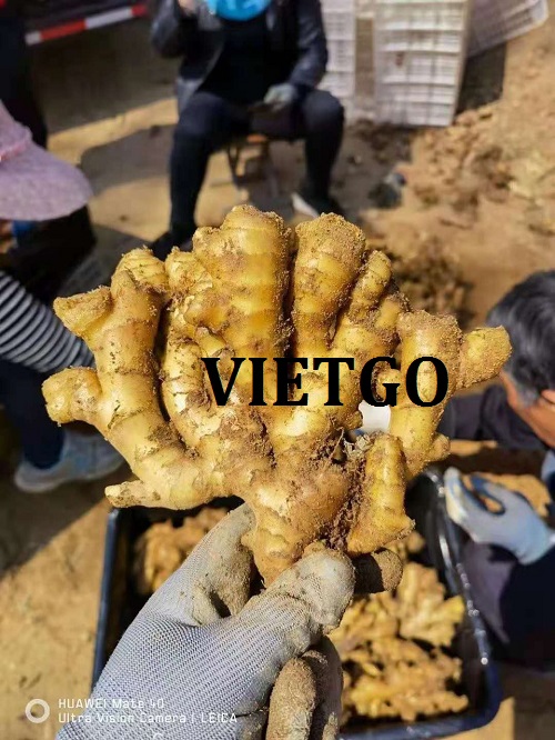 Cơ hội xuất khẩu gừng sang thị trường Ấn Độ