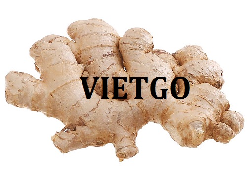 Thương vụ xuất khẩu gừng tươi sang thị trường Ba Lan