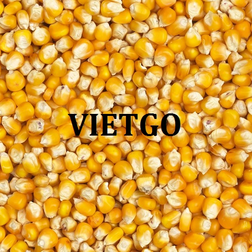 Cơ hội hợp tác xuất khẩu ngô vàng đến thị trường Jordan