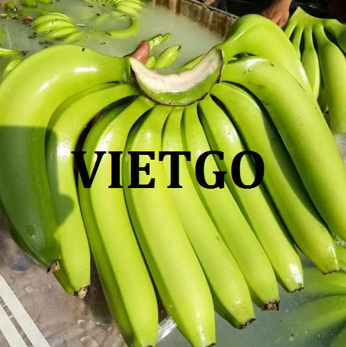 Cơ hội giao thương cung cấp mặt hàng chuối xanh đến thị trường Nga