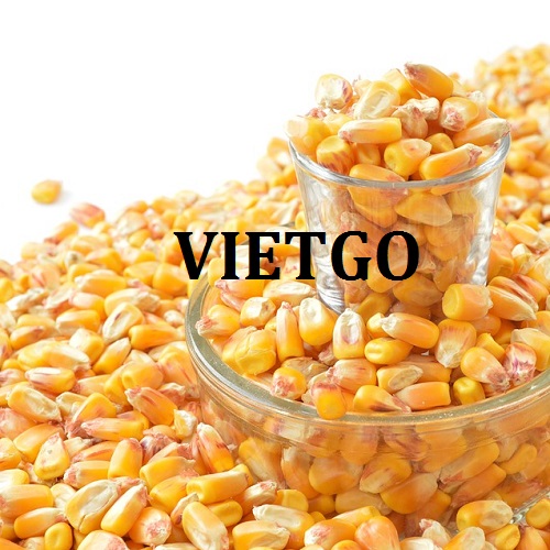 Cơ hội hợp tác với doanh nghiệp tại Malaysia để xuất khẩu sản phẩm ngô vàng đến thị trường Trung Quốc