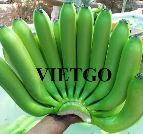 Cơ hội hợp tác xuất khẩu sản phẩm chuối xanh đến thị trường Tây Ban Nha