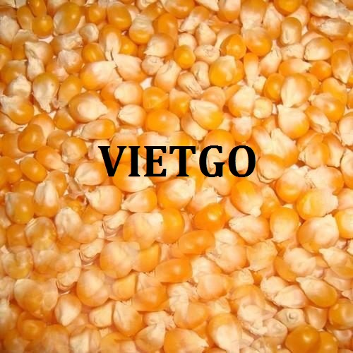 Cơ hội hợp tác xuất khẩu ngô vàng sang thị trường Philippines