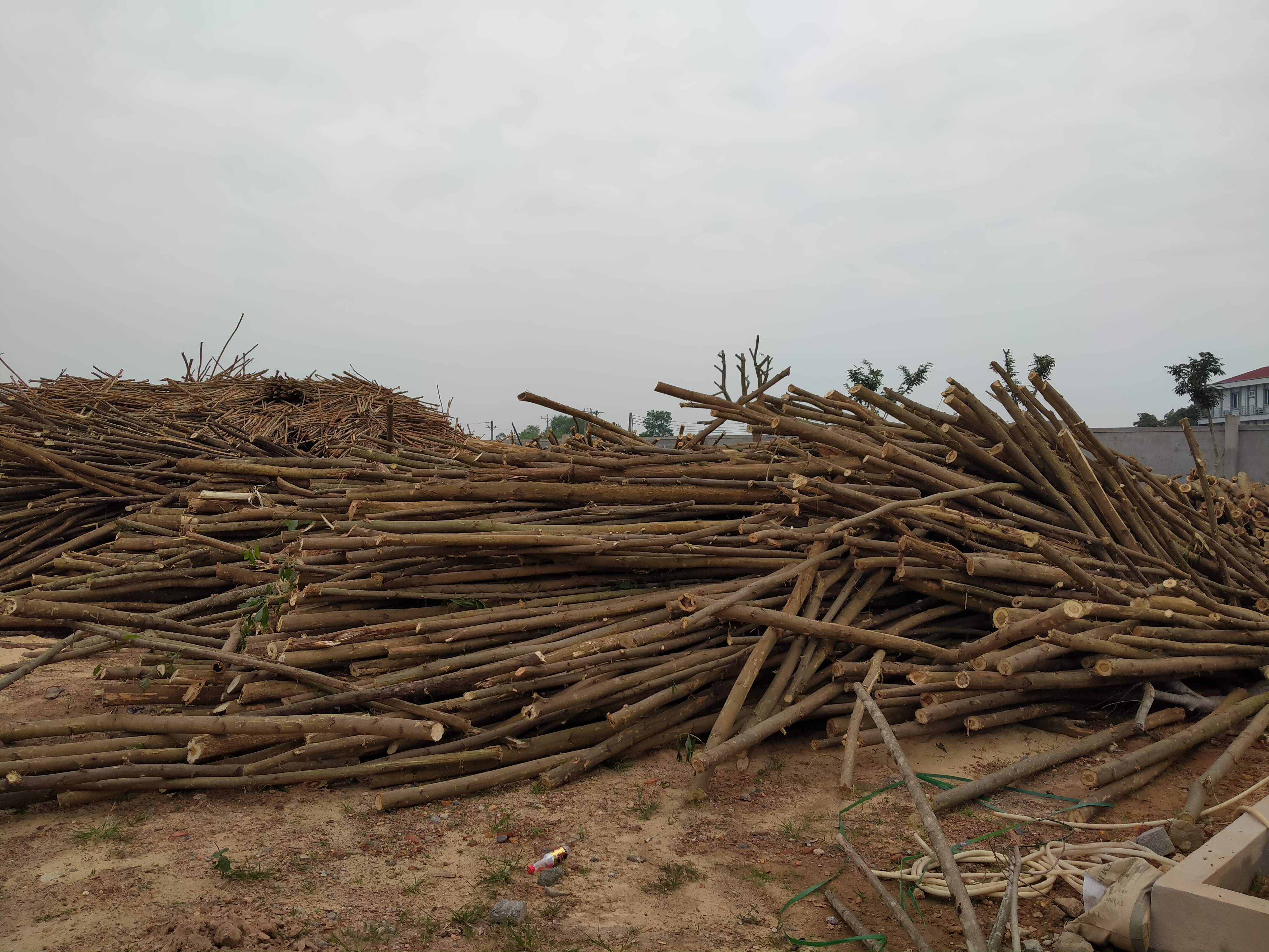 Cần mua gỗ keo, bạch đàn, gỗ tạp 