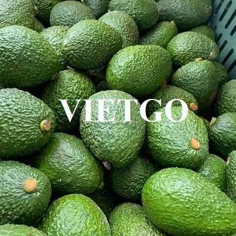 Cơ hội giao thương xuất khẩu bơ tươi đến thị trường UAE