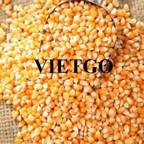 Cơ hội giao thương xuất khẩu ngô vàng tới thị trường Thổ Nhĩ Kỳ