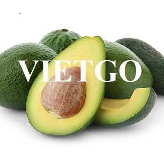 Cơ hội hợp tác xuất khẩu bơ tươi sang thị trường Oman