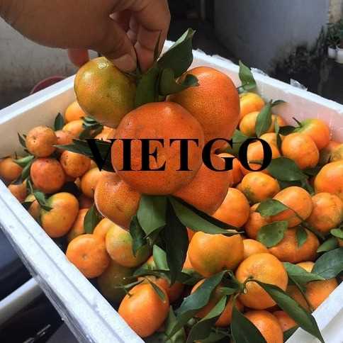 Cơ hội hợp tác xuất khẩu cam sang thị trường Nga