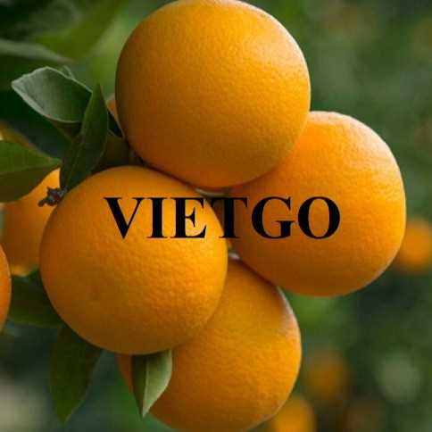 Cơ hội hợp tác xuất khẩu cam tươi tới thị trường Dubai