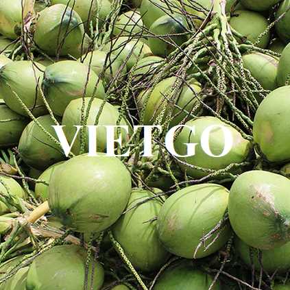 Cơ hội hợp tác xuất khẩu dừa tươi sang thị trường Hà Lan