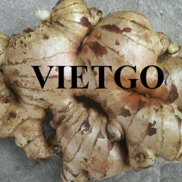 Cơ hội hợp tác xuất khẩu gừng tươi đến thị trường Ấn Độ