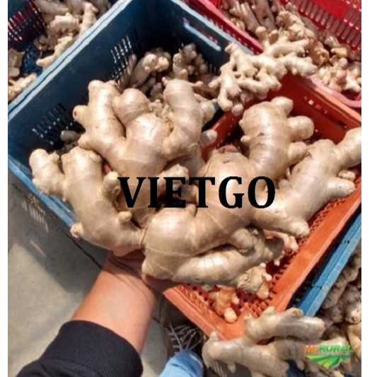 Cơ hội hợp tác xuất khẩu gừng tươi sang thị trường Anh