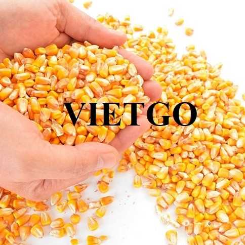 Cơ hội hợp tác xuất khẩu ngô vàng sang thị trường Ai Cập