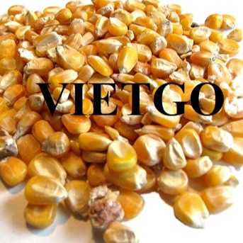 Cơ hội hợp tác xuất khẩu ngô vàng sang thị trường Ai Cập