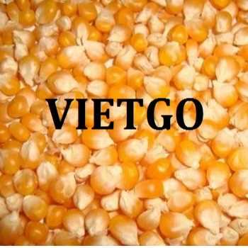 Cơ hội hợp tác xuất khẩu ngô vàng sang thị trường Oman
