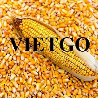 Cơ hội hợp tác xuất khẩu ngô vàng từ vị khách hàng đến từ Thổ Nhĩ Kỳ