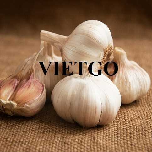 Cơ hội hợp tác xuất khẩu tỏi trắng đến thị trường Ấn Độ