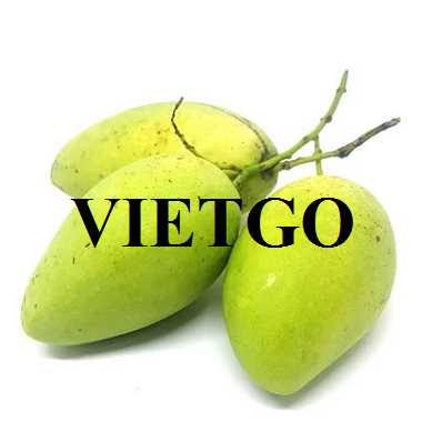 Cơ hội hợp tác xuất khẩu xoài tươi sang thị trường Guatemala