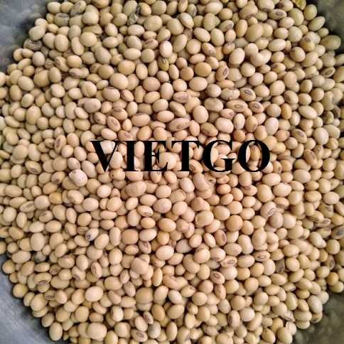 Cơ hội xuất khẩu đậu nành sang thị trường Trung Quốc đến từ vị khách hàng người Mỹ