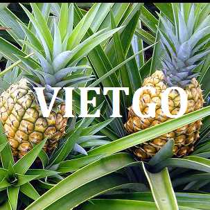 Cơ hội xuất khẩu dứa tươi sang thị trường Thổ Nhĩ Kỳ